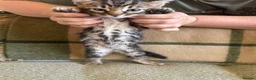 Bengal cats for sale: Exceptional Bengal Heritage Kittens in Llangammarch Wells - Advert 33