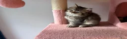 British Longhair cats for sale: Looking for a lovely home!!!!! READY TO COLLECT  - Advert 4