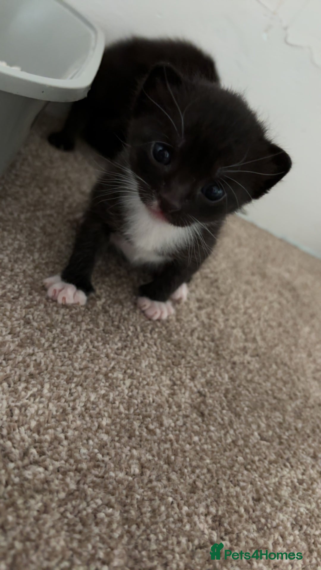 Russian Blue cats for sale: Kittens - Image 3