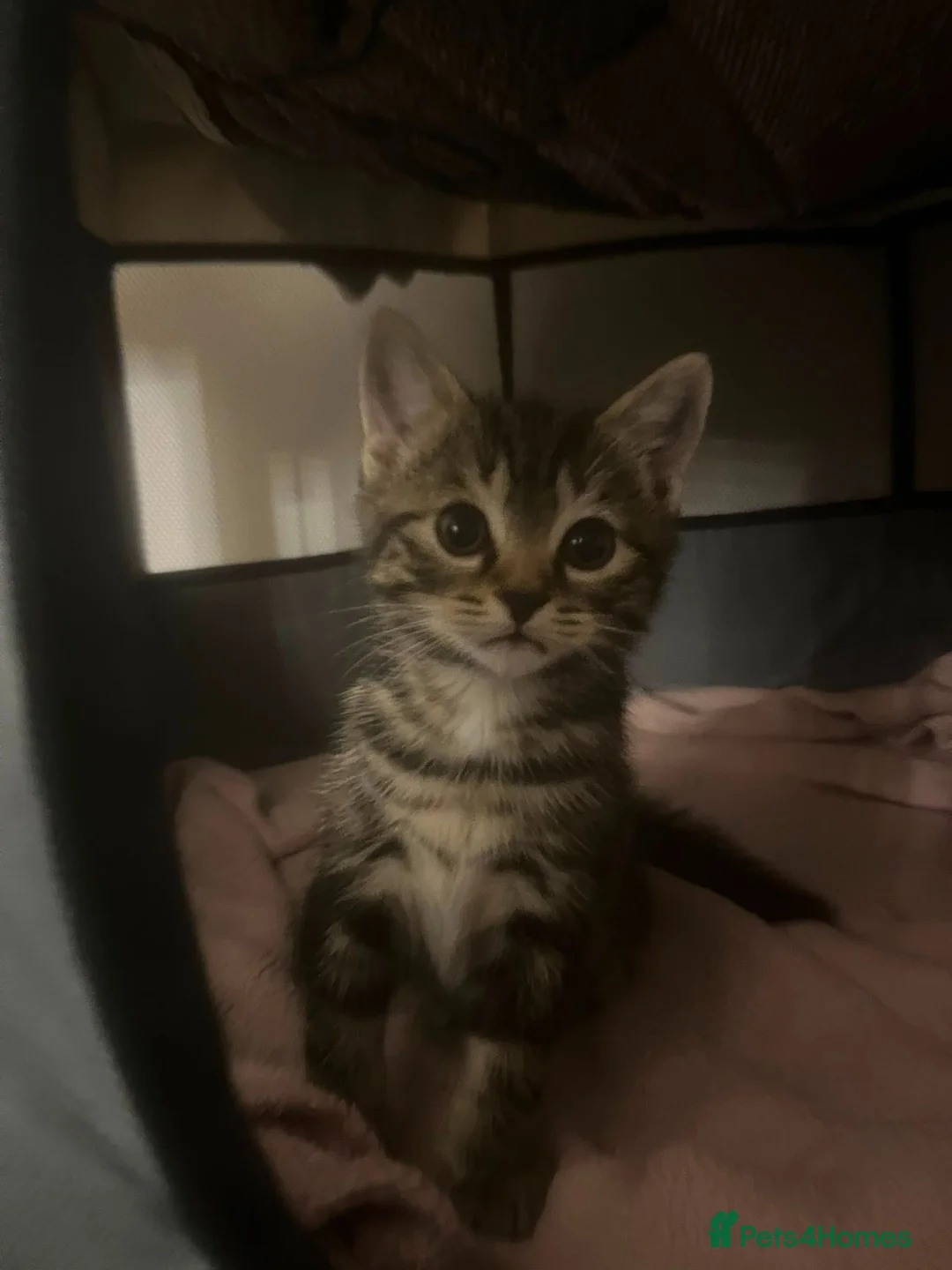 Mixed Breed cats for sale: Kittens for sale in Brighton - Advert 2