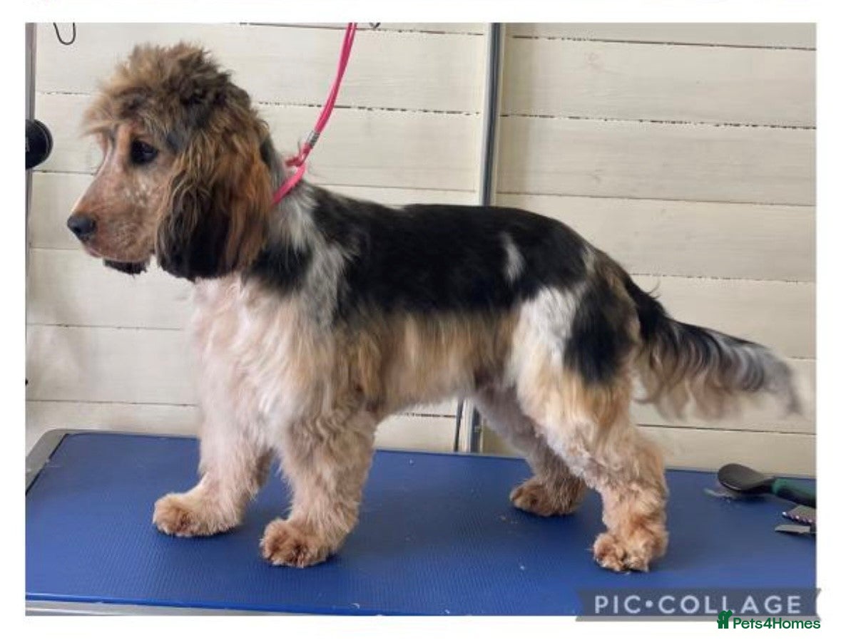 Cocker Spaniel dogs Beautiful Show Coker Spaniel  in Newmarket - Advert 23