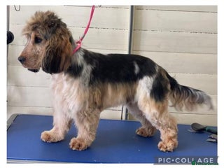 Cocker Spaniel dogs in Newmarket - Advert 13