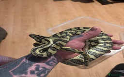Python Snake reptiles for sale: Carpet python  - Advert 2