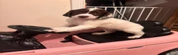 English Springer Spaniel dogs for sale: Absolutely stunning intelligent springer spaniels  - Advert 5