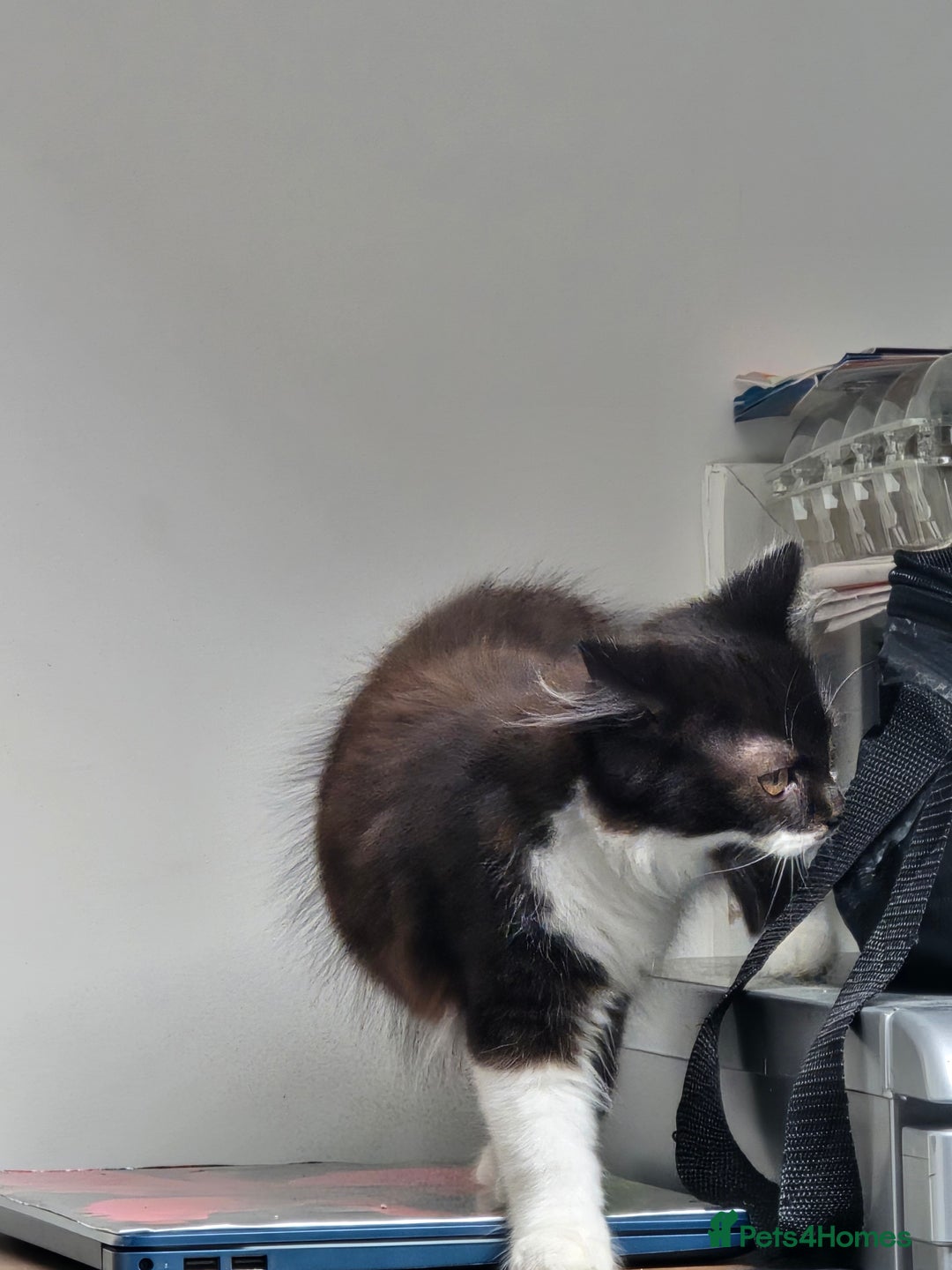 British Longhair cats for sale: British Long Hair Male kittens ( only 1 left) - Advert 10