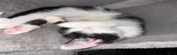 Domestic Shorthair cats for sale: Beautiful Male kitten for rehoming  - Advert 11