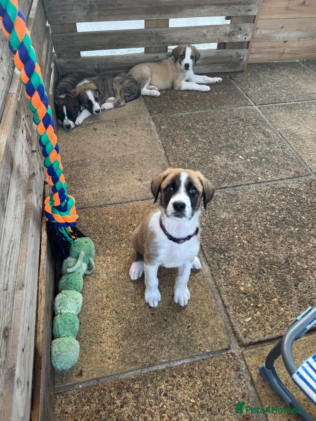 Mixed Breed dogs for adoption: Forest Gumps Litter - Image 15