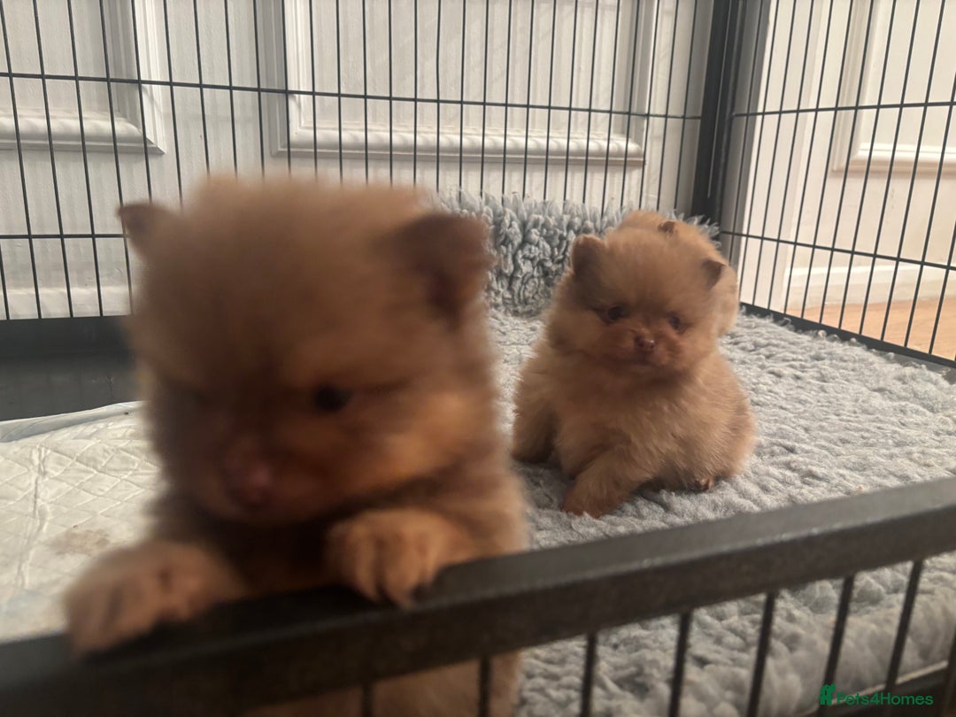 Pomeranian dogs for sale: Exotic color, mini Pomeranians  - Image 27