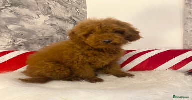 Miniature Poodle dogs Gorgeous Red Minature Poodles Puppies  - Advert 1