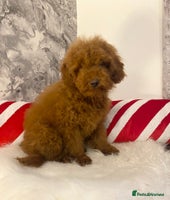 Miniature Poodle dogs Gorgeous Red Minature Poodles Puppies - Advert 5