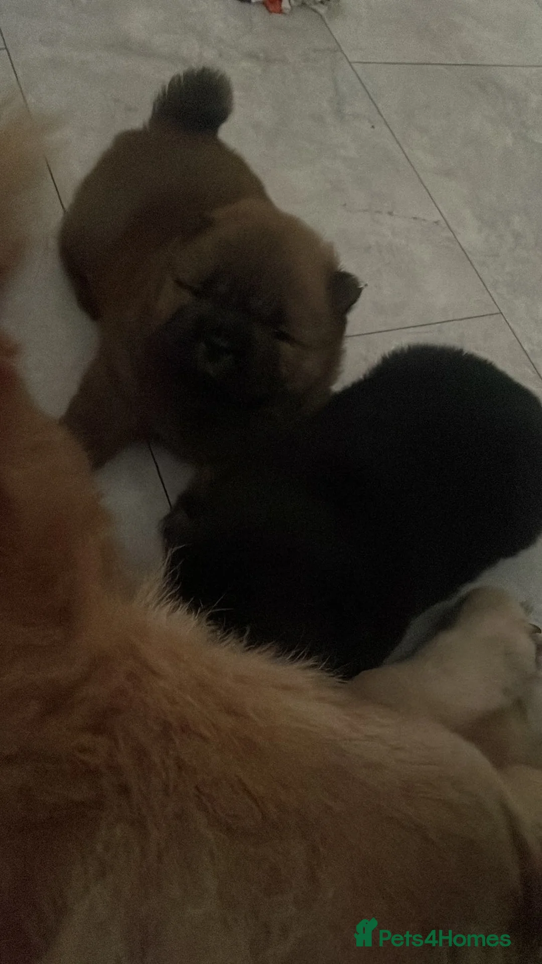 Chow Chow dogs for sale: Black and brown male chow chows  - Advert 1