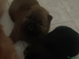 Chow Chow dogs Black and brown male chow chows - Advert 5