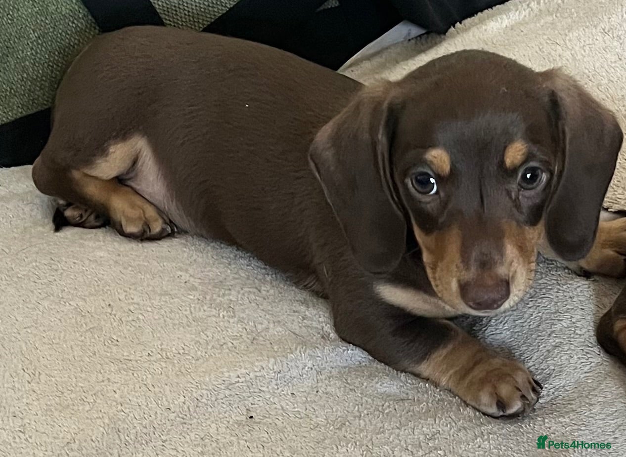 Miniature Dachshund dogs Beautiful mini Babies - Advert 1