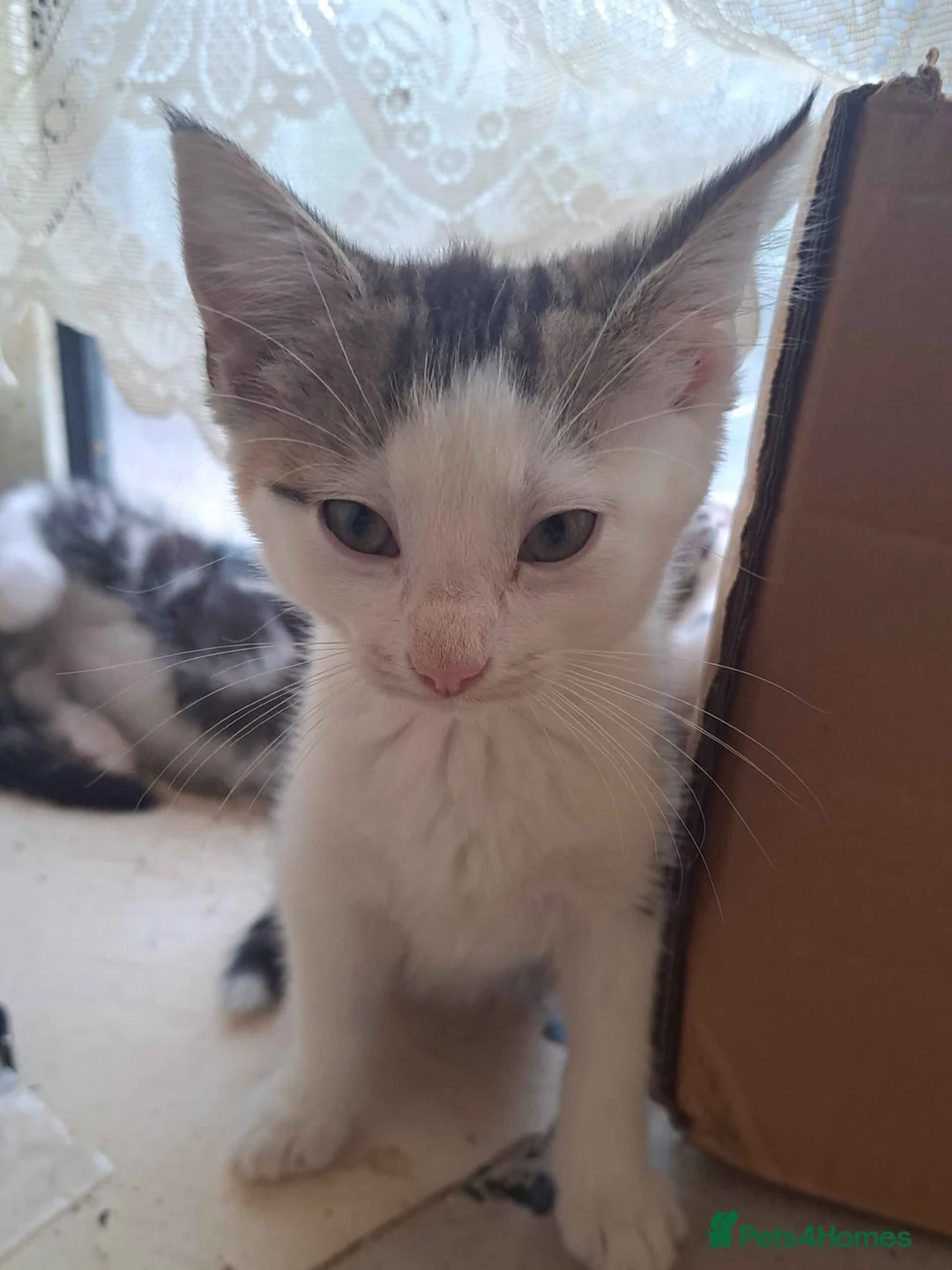 British Shorthair cats for sale: Kittens  in Nuneaton - Advert 4