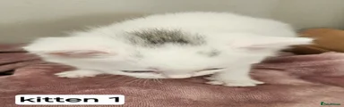 Kitten 1