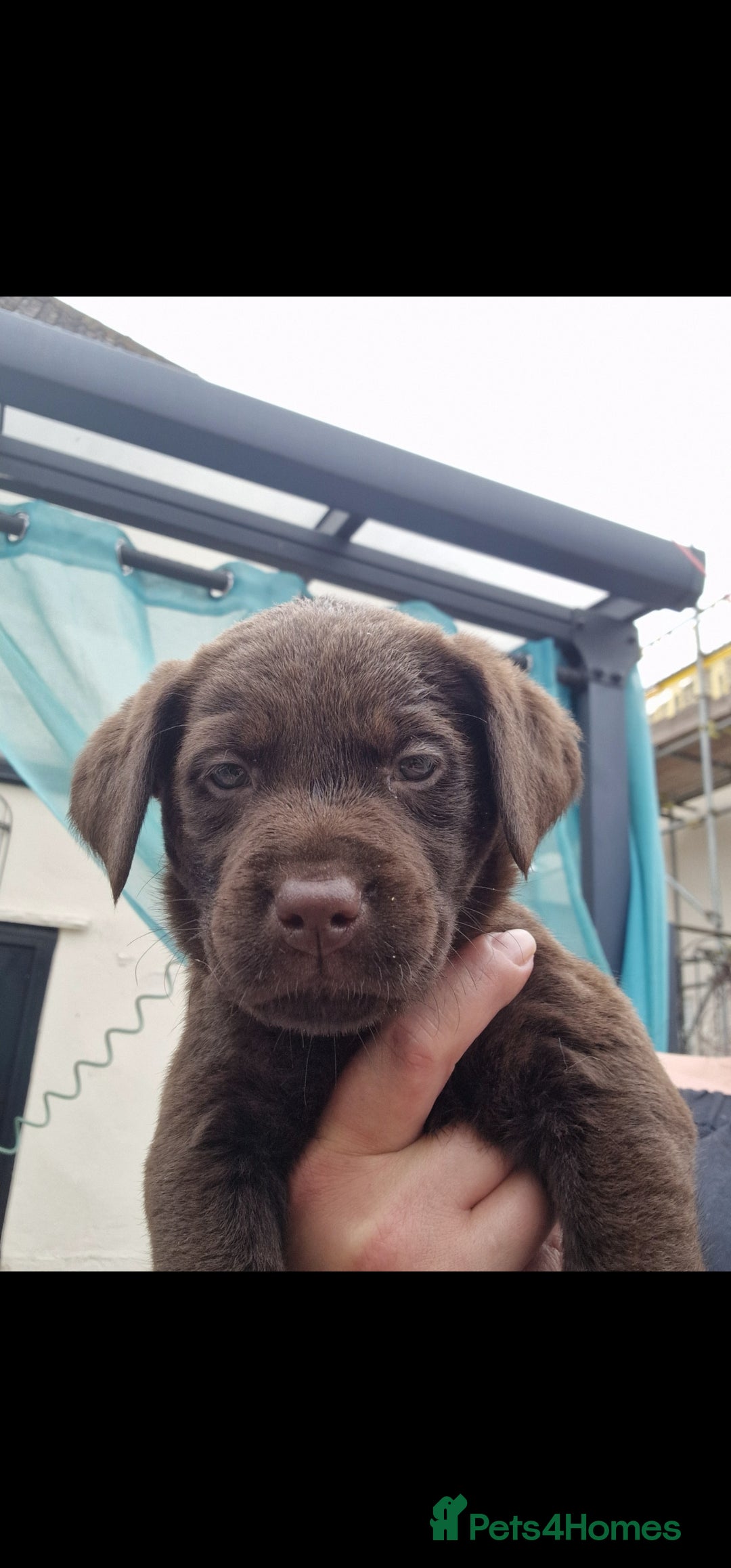 Labrador Retriever dogs for sale: KC REGISTERED CHOCOLATE LABRADOR  - Image 16