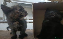 Mixed Breed cats for sale: Sweet kittens for sale - Image 9