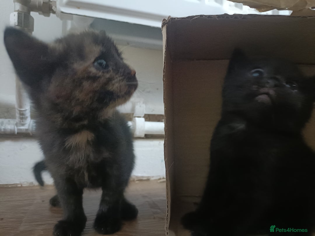 Mixed Breed cats for sale: Sweet kittens for sale - Image 9