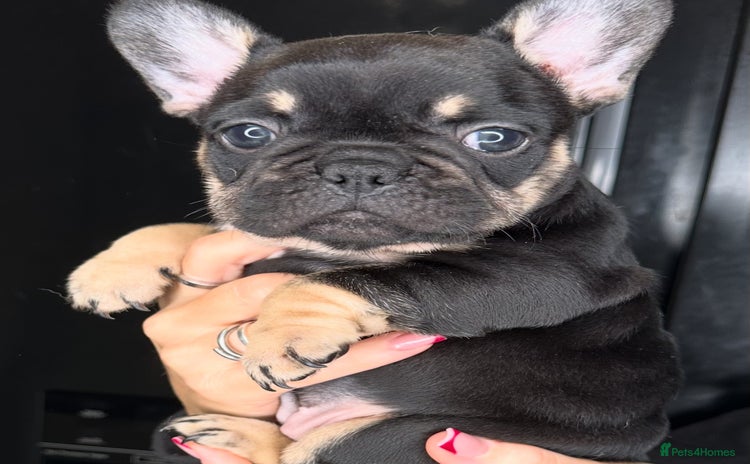 French Bulldog dogs - Advert 1