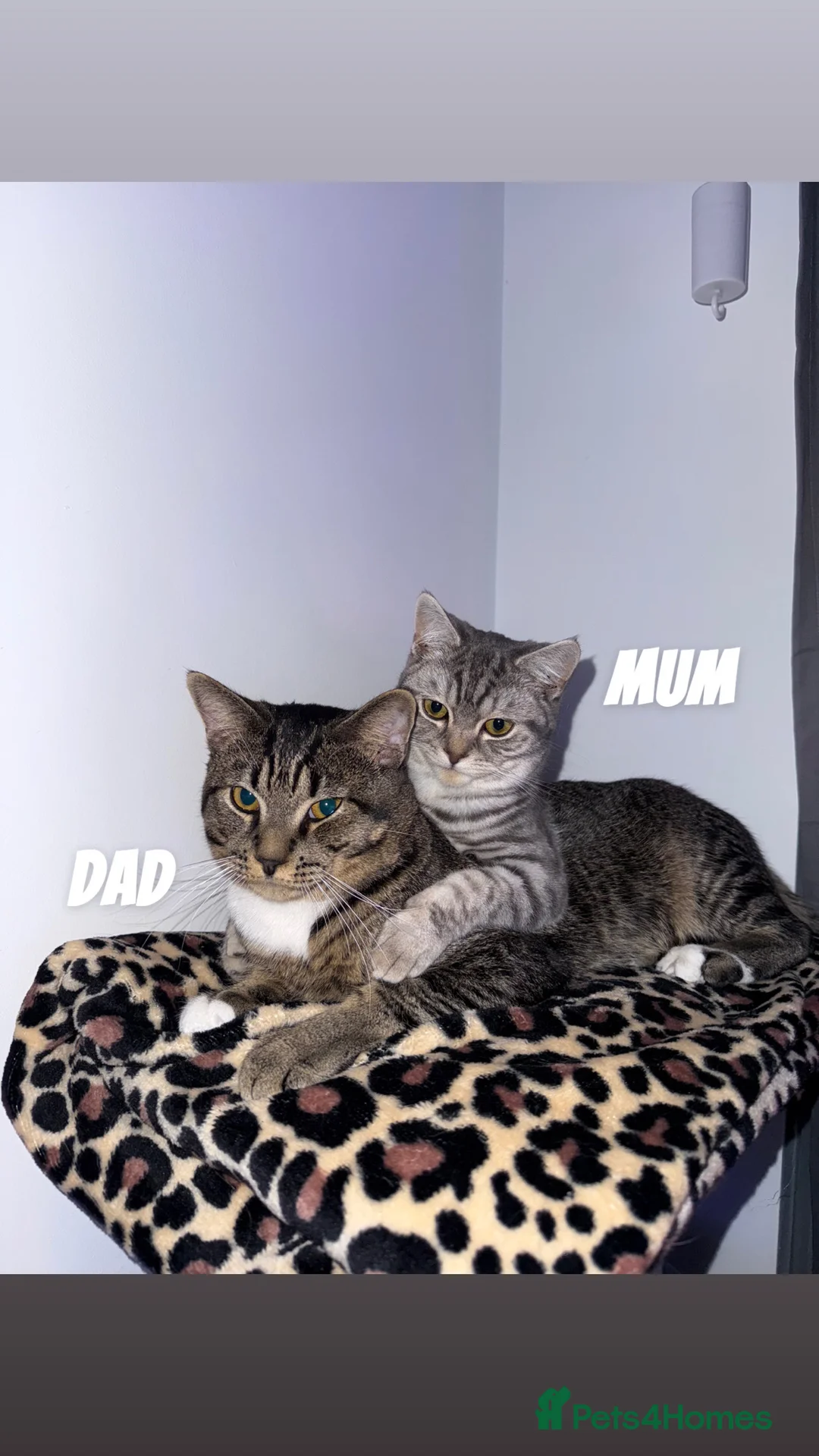 British Shorthair cats for sale: British Shorthair/Bengal Tabby Kittens - Advert 3