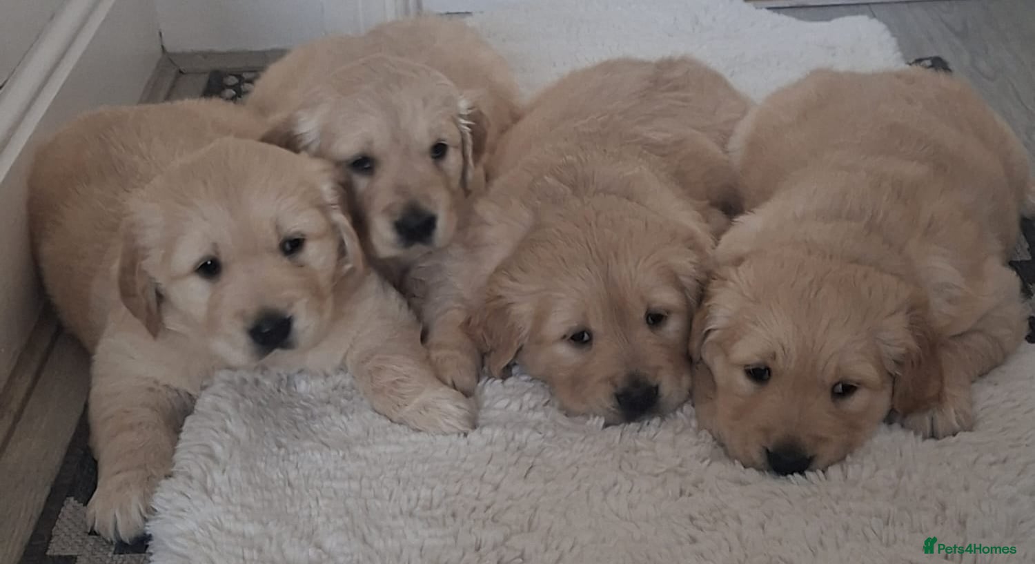 Golden Retriever dogs  1 boy & 1 girl KC registered  - Advert 15