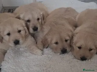 Golden Retriever dogs 1 boy & 1 girl KC registered - Advert 15