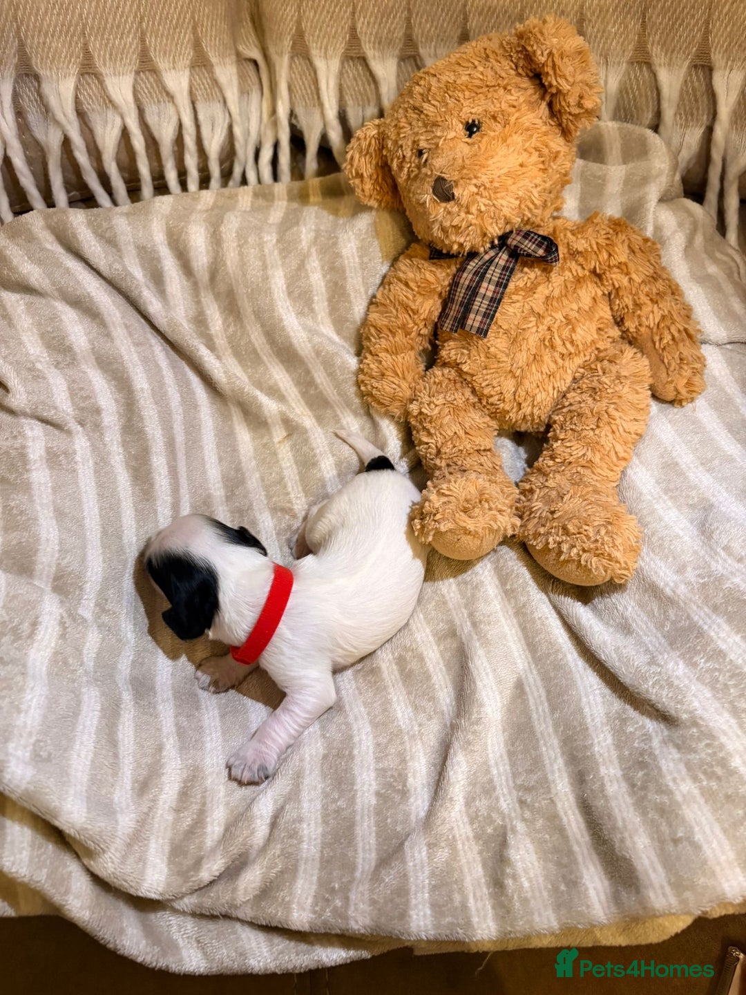 Cocker Spaniel dogs for sale: Beautiful cocker spaniel pups - Image 16