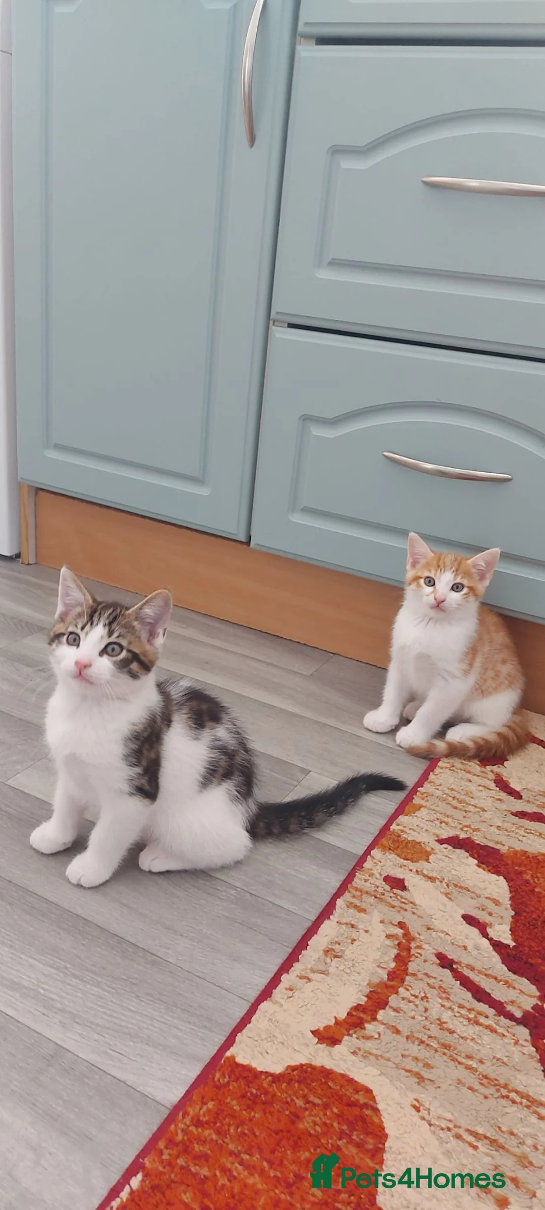 Mixed Breed cats for sale: Kittens for sale(each) - Advert 2