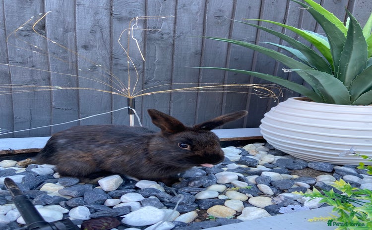 Mixed Breed rabbits for sale - Advert 1