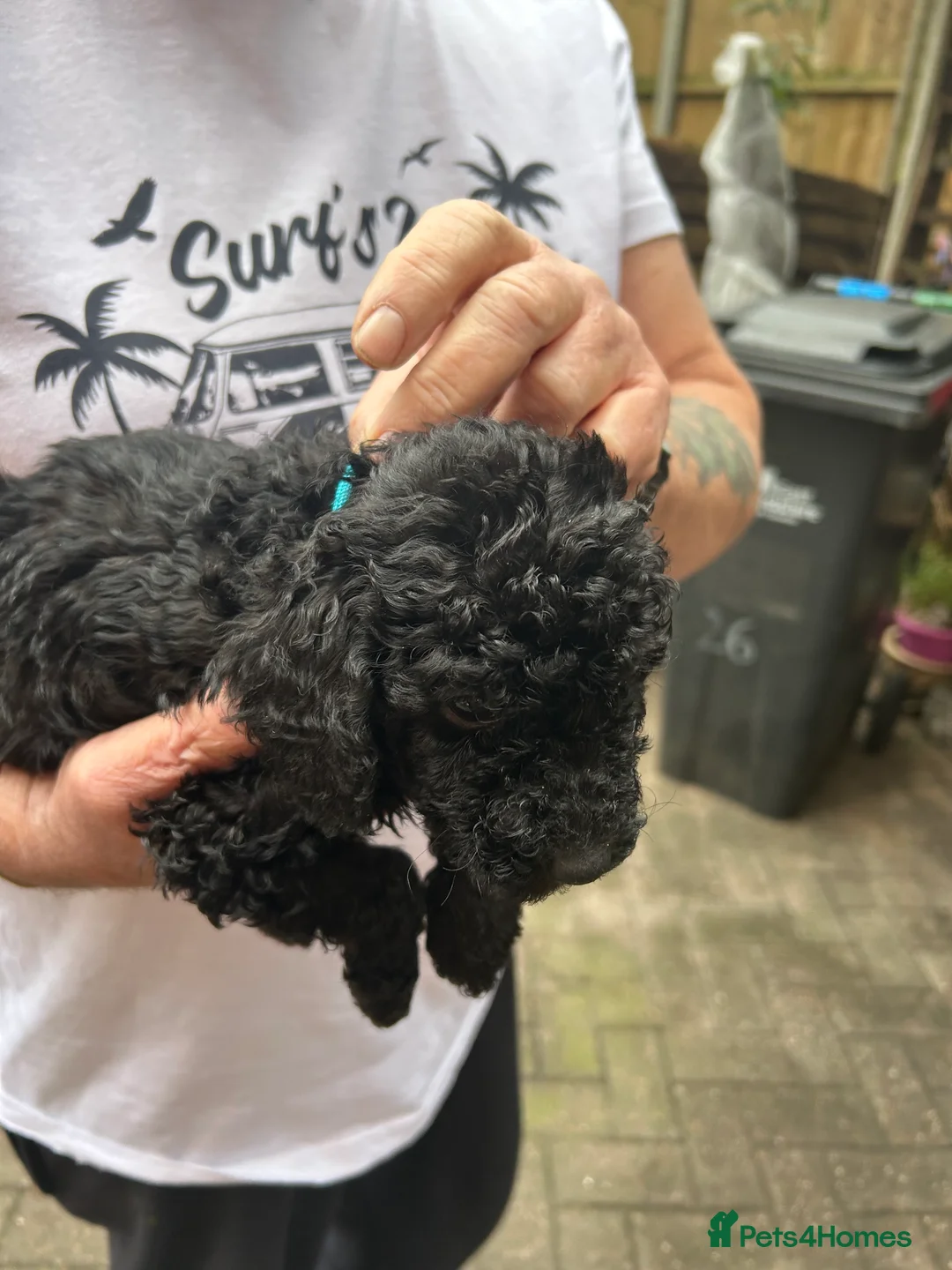 Cockapoo dogs for sale: F1B cockapoo puppies  - Advert 5