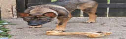 Mixed Breed dogs for sale: Sadly have to rehome a beautiful Malinois X - Advert 6