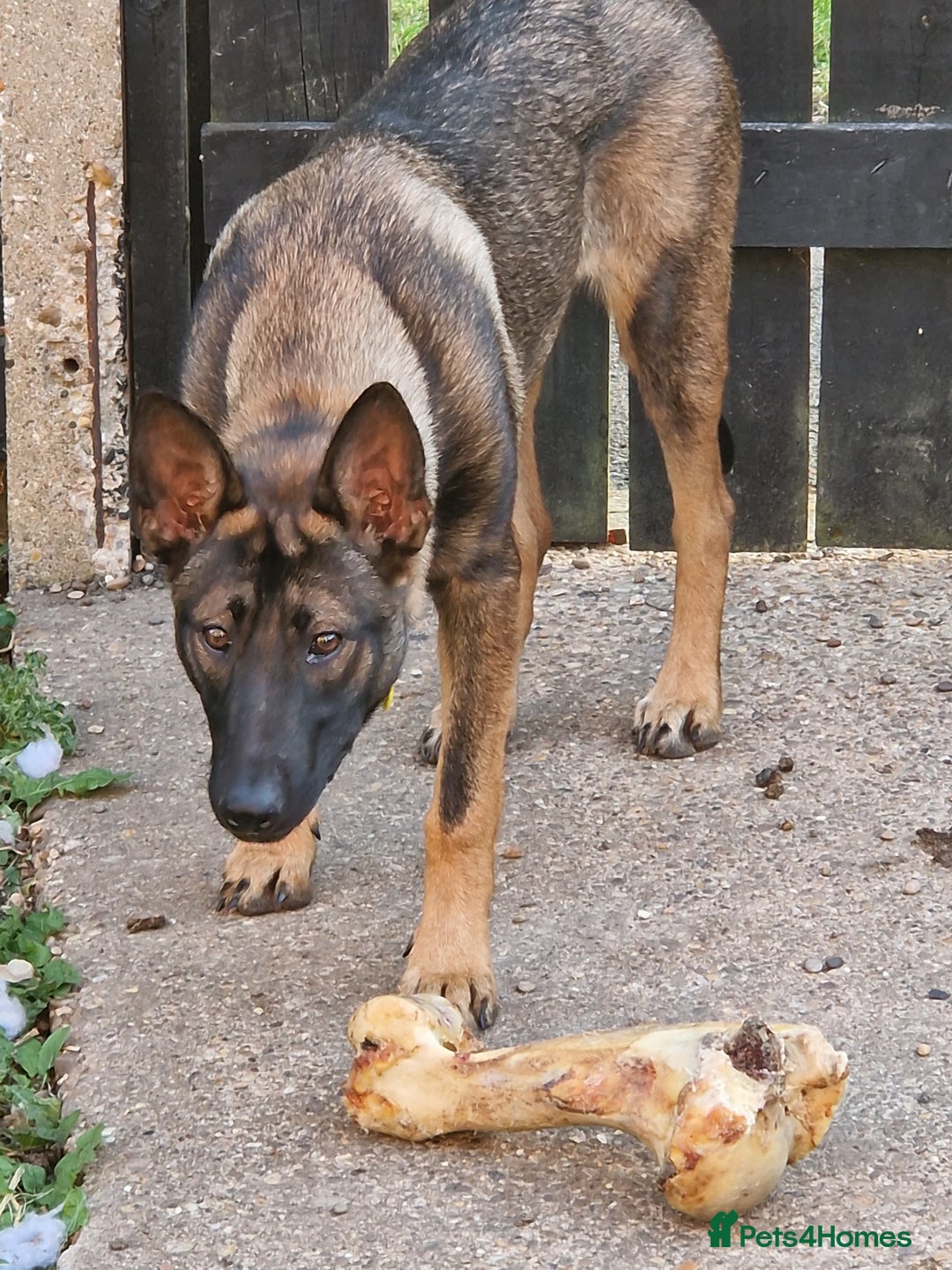 Mixed Breed dogs for sale: Sadly have to rehome a beautiful Malinois X - Advert 6