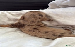 Dachshund dogs for sale: Litter of standard Dachshund  - Image 35