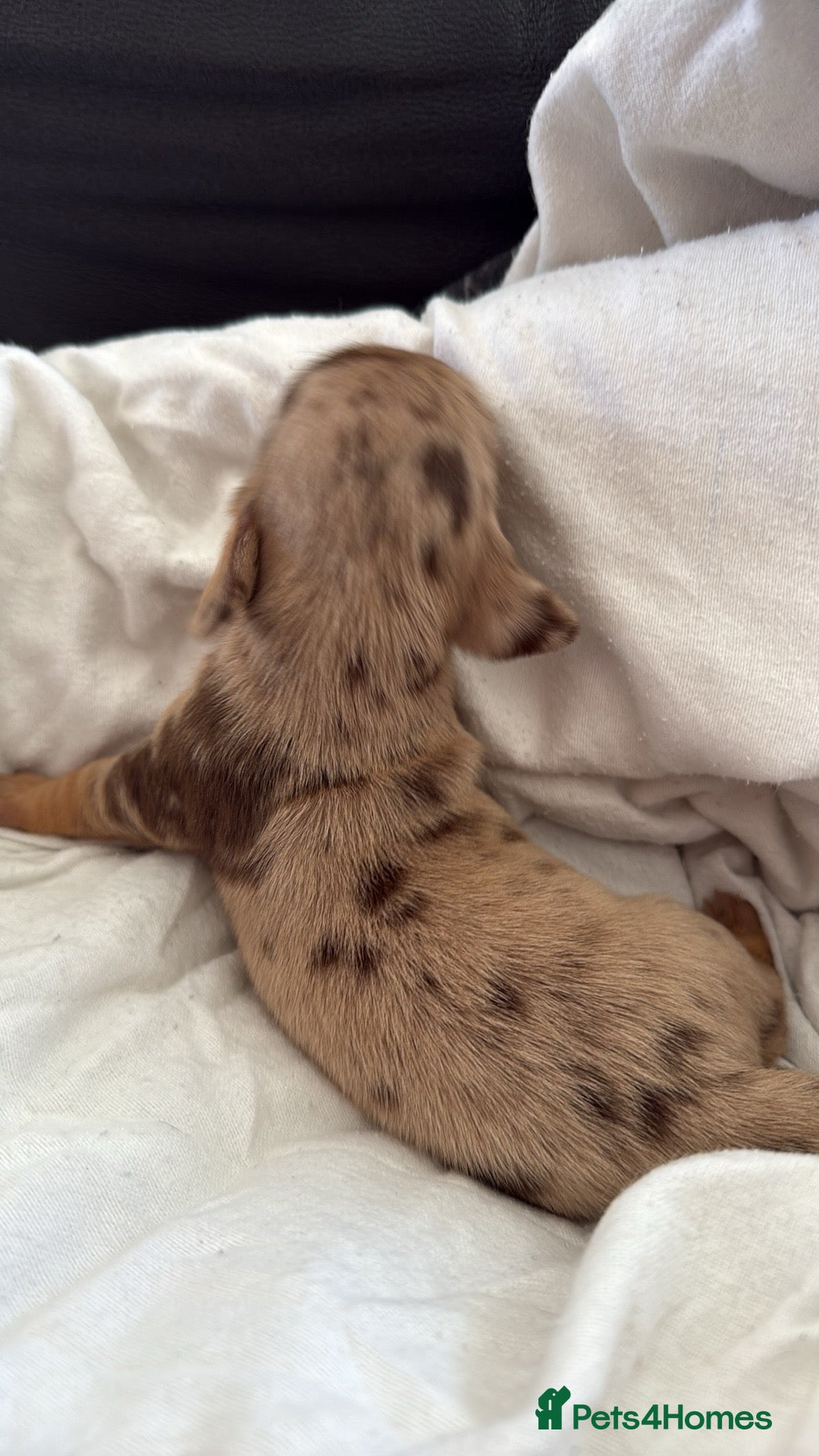 Dachshund dogs for sale: Litter of standard Dachshund  - Image 35