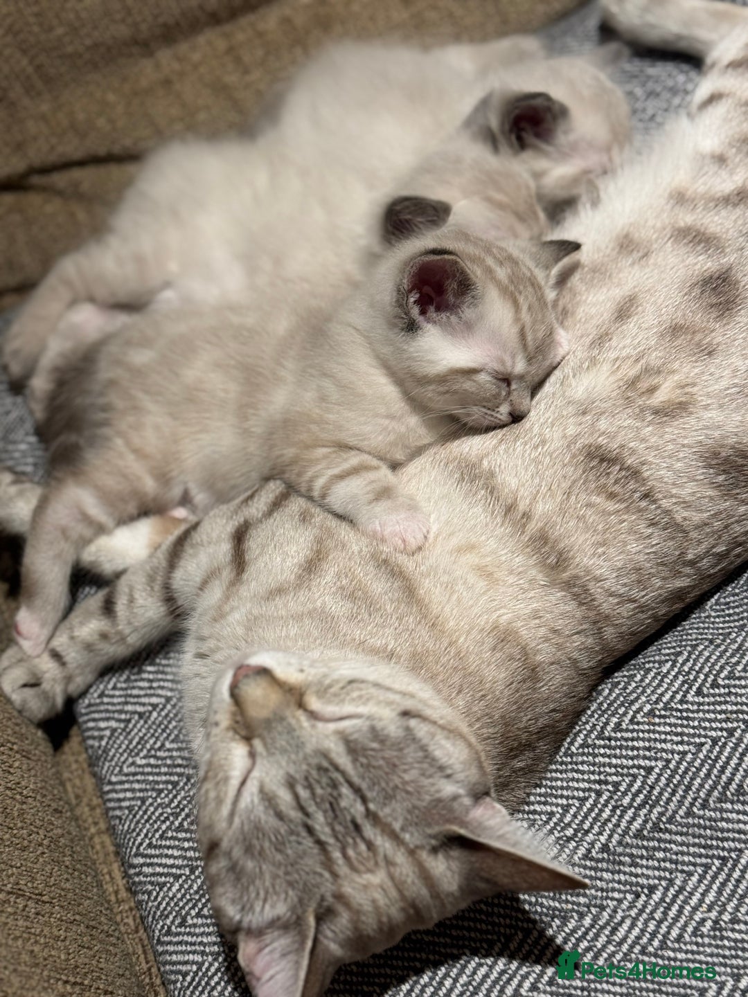 Ragdoll cats for sale: Adorable Ragdoll X Snow Bengal Kittens - Advert 22