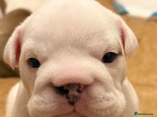 English Bulldog dogs Full Pedigree KC Registered English Bulldogs - Advert 6