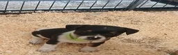 Jack Russell dogs for sale: Adorable Miniature Jack Russell puppies for sale - Advert 11