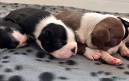 Boston Terrier dogs for sale: Beautiful Chunky KC Boston Terrier Puppies - Image 18