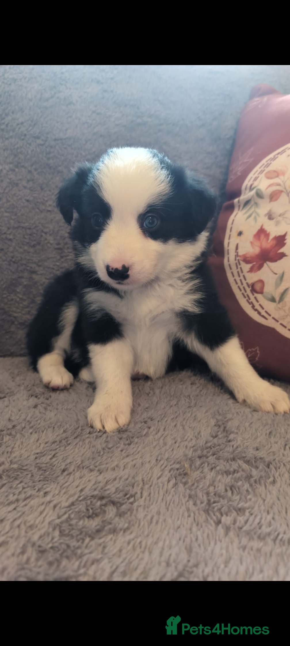 Border Collie dogs Traditional border collie puppies ready now  - Advert 1