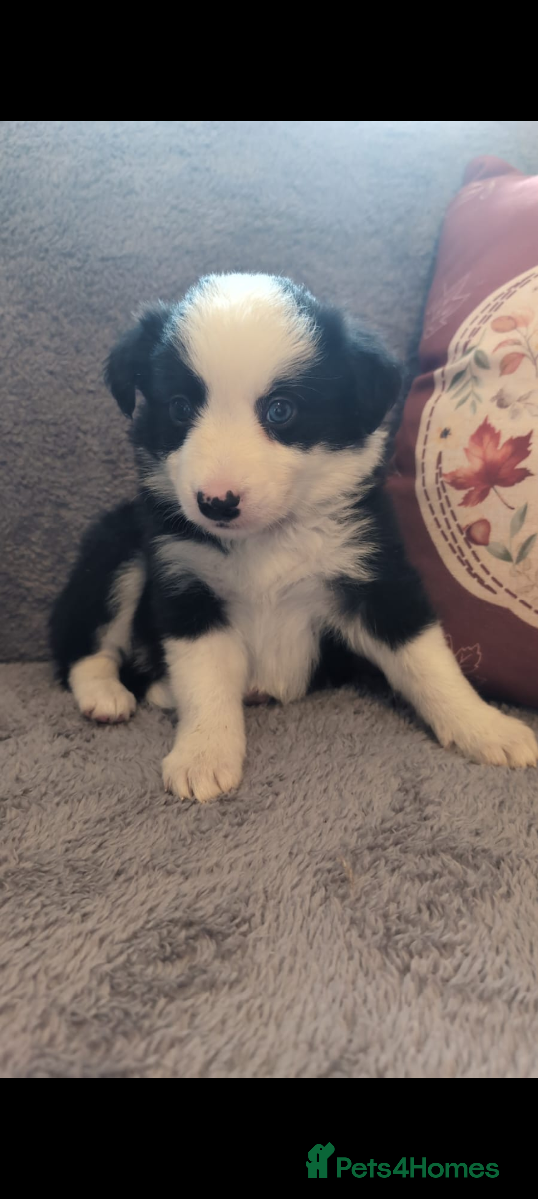 Border Collie dogs for sale: Traditional border collie puppies ready now  - Advert 1