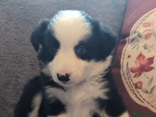 Border Collie dogs Traditional border collie puppies ready now - Advert 1
