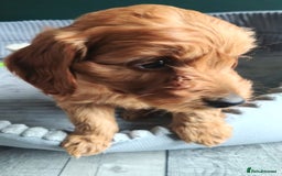 Cockapoo dogs for sale: F1B Cockapoos puppies - Image 14
