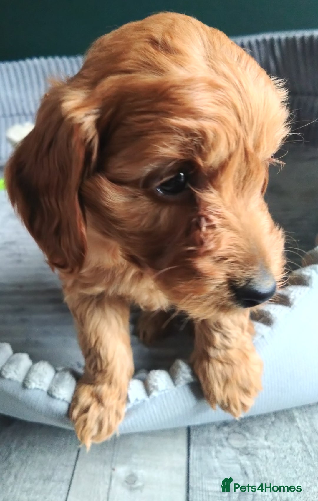Cockapoo dogs for sale: F1B Cockapoos puppies - Image 14