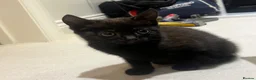 Mixed Breed cats for sale: 😍 3 Adorable Black & Tuxedo Kittens 🐈‍⬛💕 - Advert 21