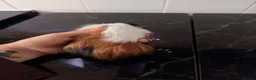 Guinea Pig rodents for sale: Guinea pigs  - Advert 8