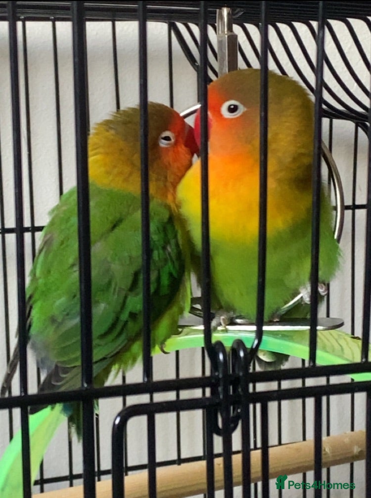 Lovebirds birds Pair of Compatible Lovebirds - Advert 2