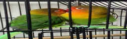 Lovebirds birds for sale: Pair of Compatible Lovebirds with Full Setup - Advert 1