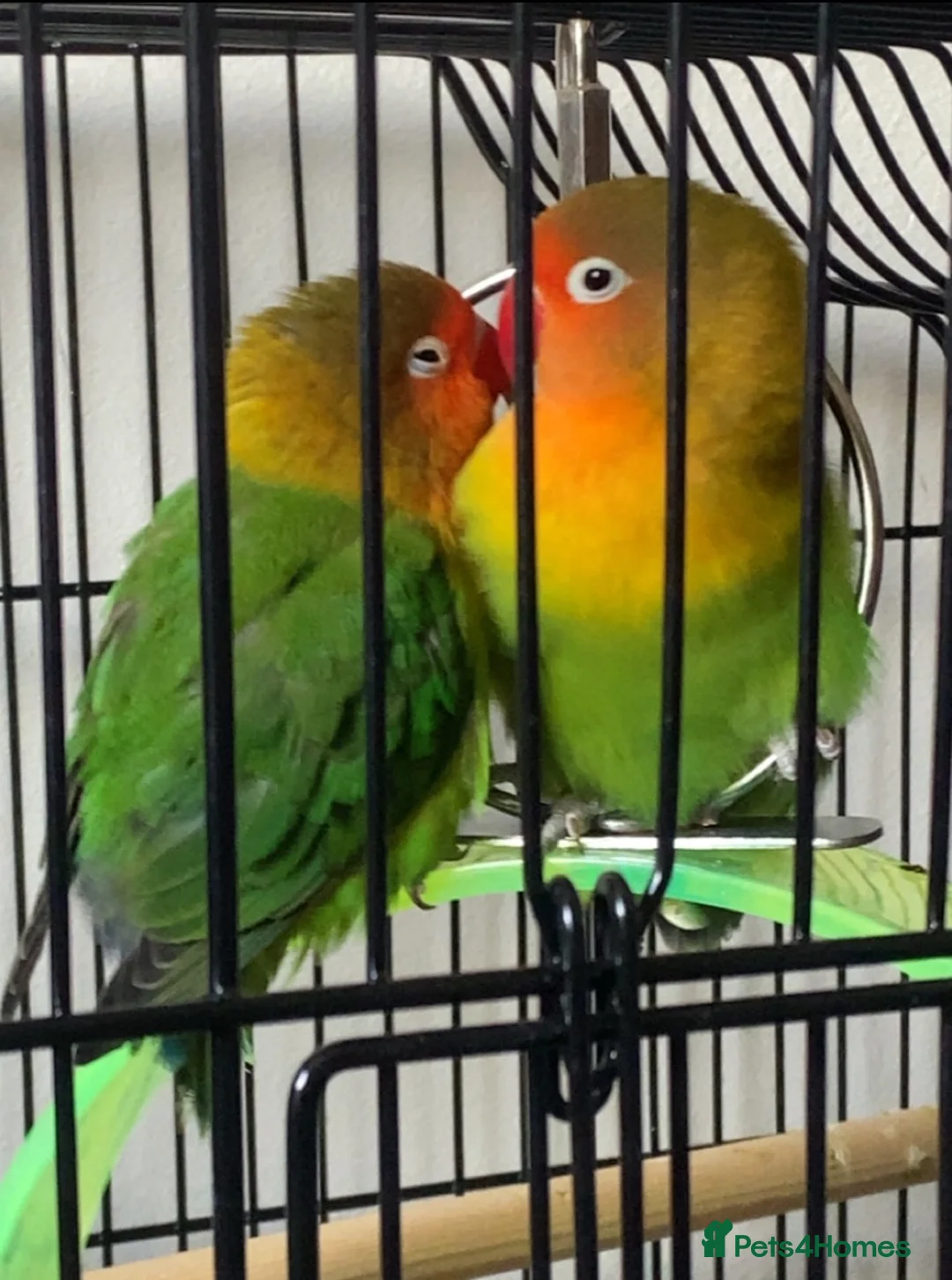 Lovebirds birds for sale: Pair of Compatible Lovebirds with Full Setup - Advert 1