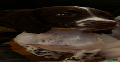 English Springer Spaniel dogs - Advert 4