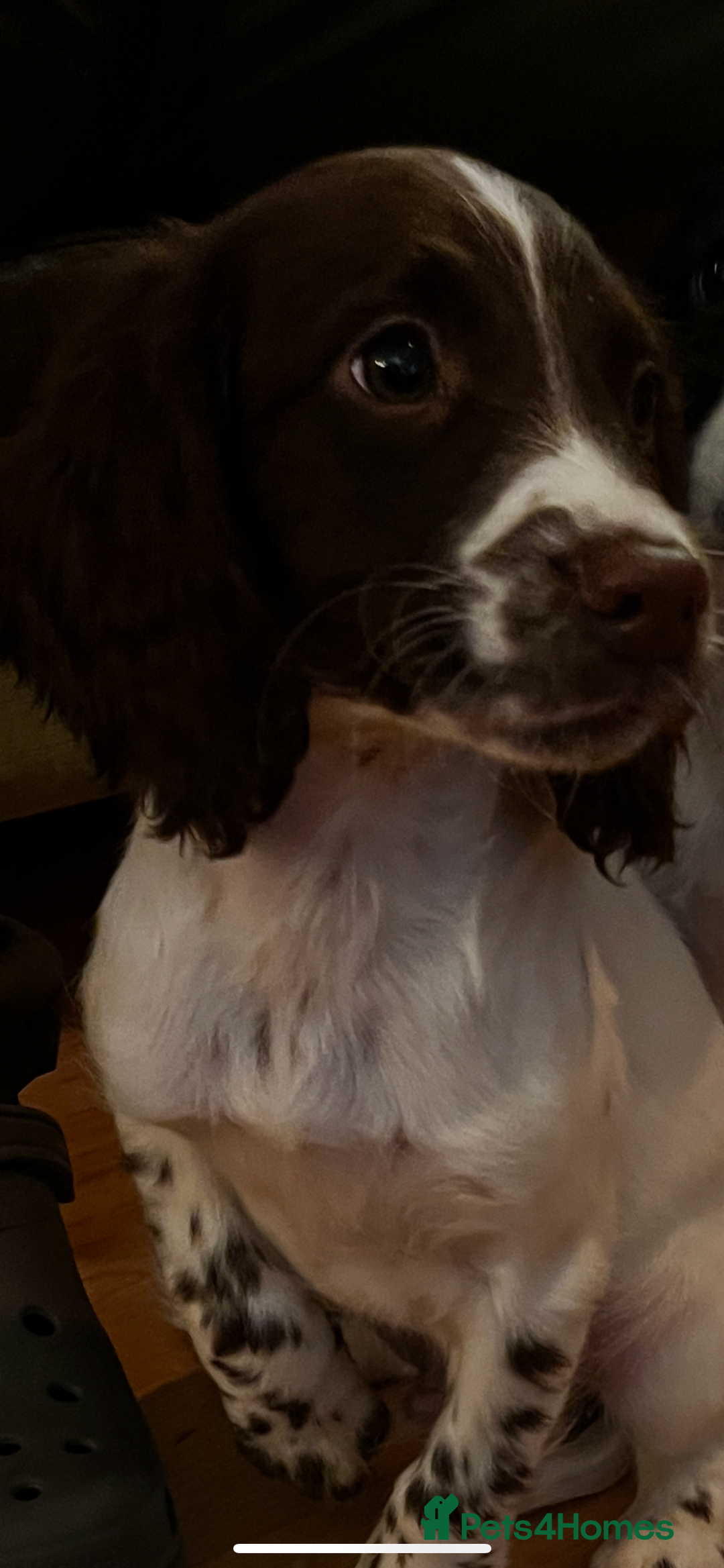 English Springer Spaniel dogs for sale: Springer Spaniel Puppies - Image 3